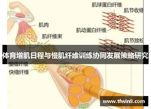 体育增肌日程与慢肌纤维训练协同发展策略研究